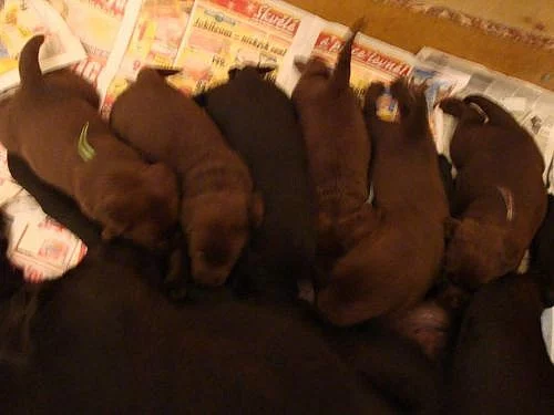 Prodám štěňata labradorského retrievra