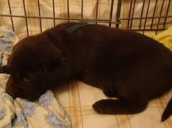 Prodám štěňata labradorského retrievra