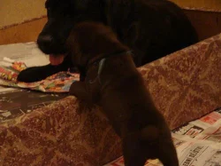 Prodám štěňata labradorského retrievra