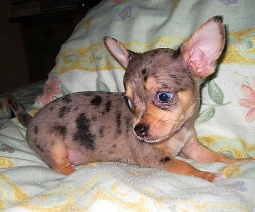 Čivava hnědá merle -krytí