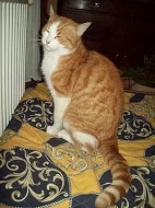 Daruji kocourka