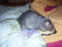 potkánci