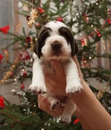 Anglický špringršpaněl