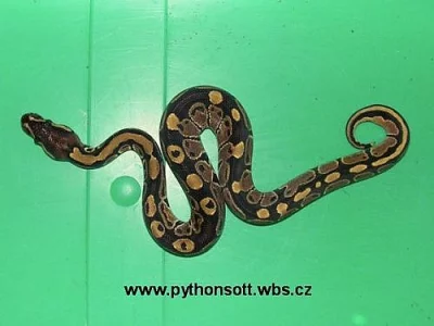 Krajta královská - python regius ODCHOV 2010