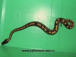 Krajta královská - python regius ODCHOV 2010
