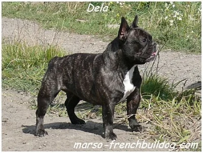 Francouzský buldoček 