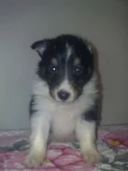šeltie -sheltie s pp