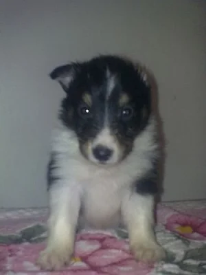 šeltie -sheltie s pp