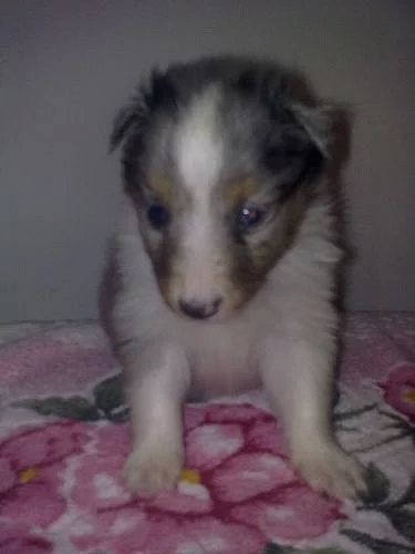 šeltie -sheltie s pp