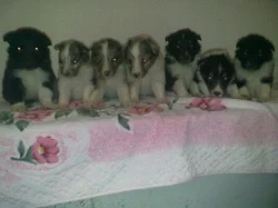 šeltie -sheltie s pp