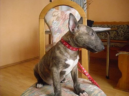 Štěnátka Bulteriéra