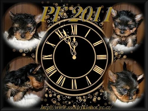 Yorkshire terrier - pejsci i fenečky