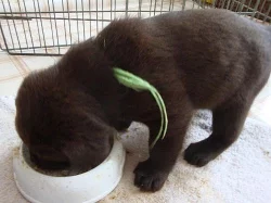 Prodám štěňata labradorského retrievra