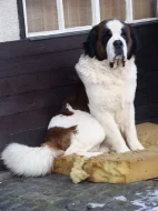 štěňátka bernardýna