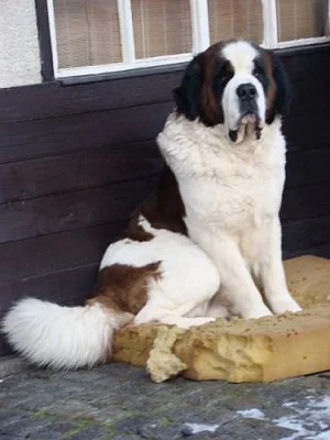 štěňátka bernardýna