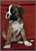 Boxer- fenka