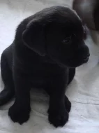 Štěňátka Labrador retrievera