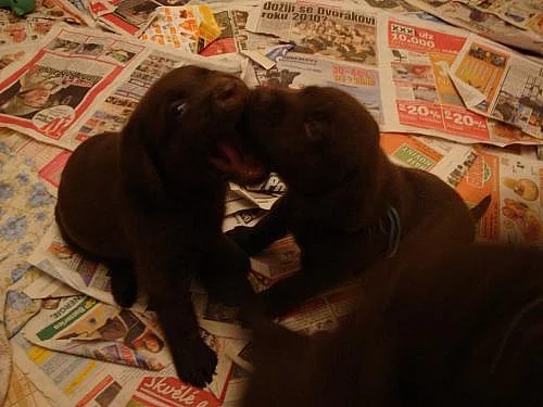 Štěňátka Labrador retrievera