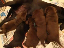 Štěňátka Labrador retrievera