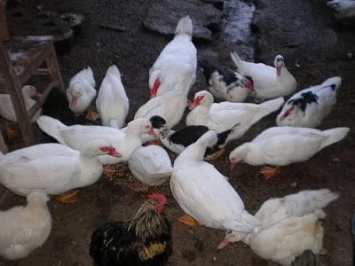 Kachna pižmová