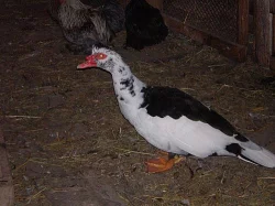 Kachna pižmová