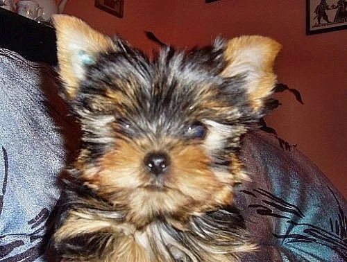 Jorkšírský teriér