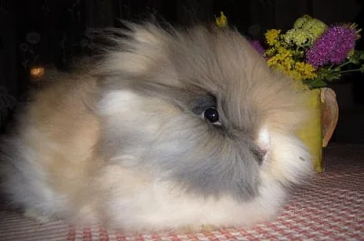 Teddy králíčci