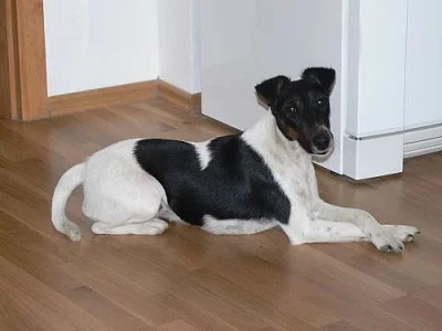 Daruji fenku Hladkosrstého foxterriéra