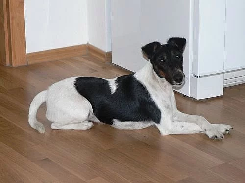 Daruji fenku Hladkosrstého foxterriéra