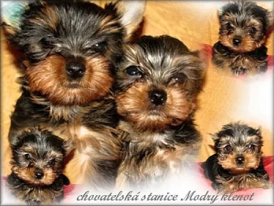 Yorkshire terrier s PP 