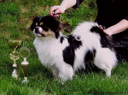 Tibetský španěl