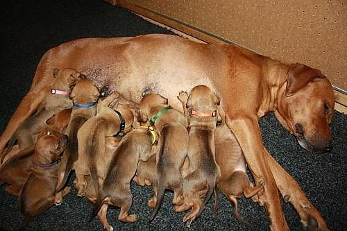 Rhodéský ridgeback – štěňata s PP