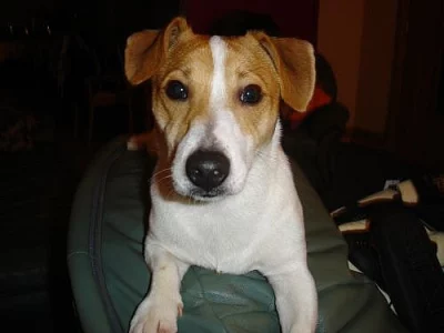 krytí krátkonohý Jack Russell