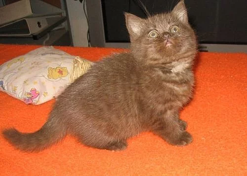 Britská vymazlená čokoládová kočička s P.P.