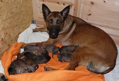Belgický ovčák malinois štěňata s PP