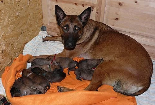 Belgický ovčák malinois štěňata s PP