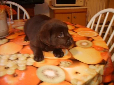 LABRADOR  RETRIEVER