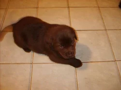 LABRADOR RETRIEVER