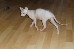 Kanadský Sphynx, poslední 2 volné kočičky