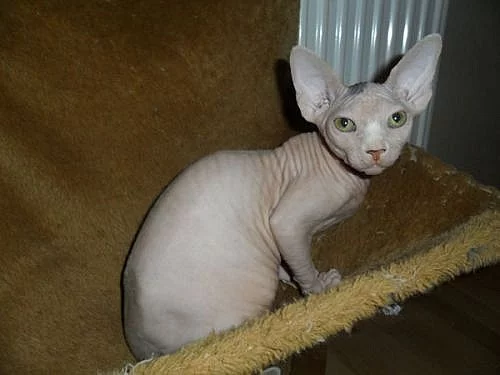 Kanadský Sphynx, poslední 2 volné kočičky
