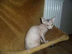 Kanadský Sphynx, poslední 2 volné kočičky