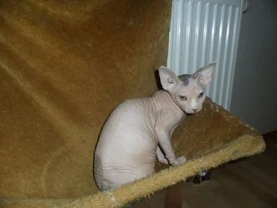Kanadský Sphynx, poslední 2 volné kočičky