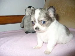 MINI čivava