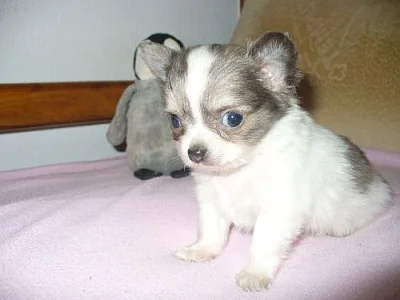 MINI čivava
