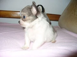 MINI čivava