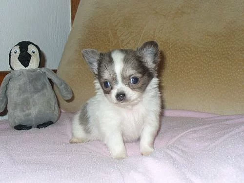 MINI čivava