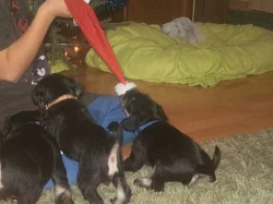 Knírač malý černostříbřitý