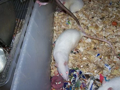 Myši a myšata