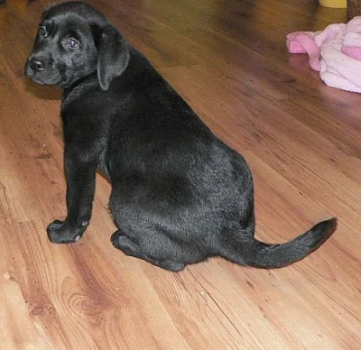Černá fenka labrador retriever