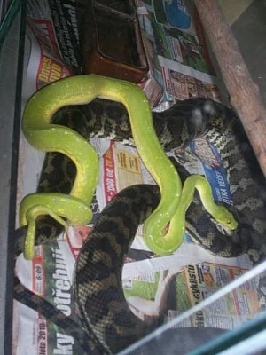 Morelia viridis Jaya pura samec